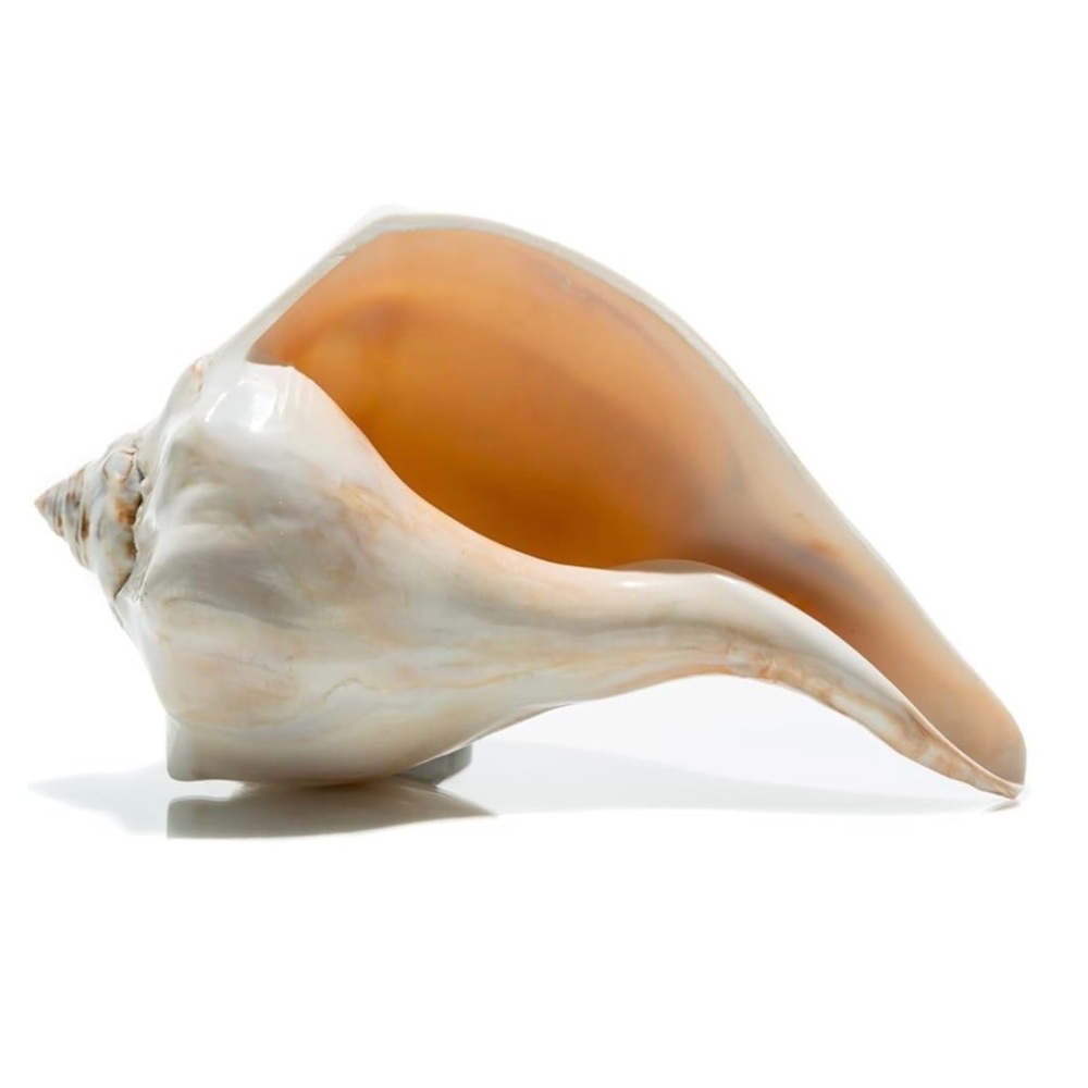 NWT • Large Conch Shell Decor